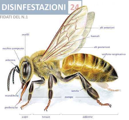 ape anatomia