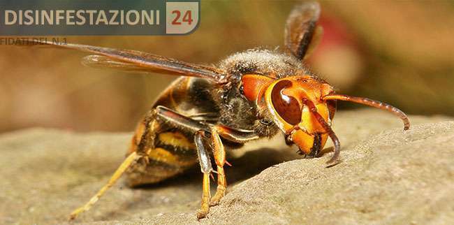 calabrone gigante giapponese