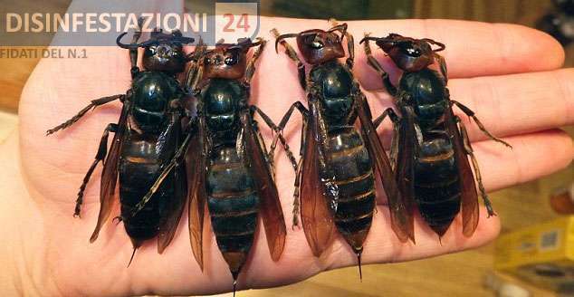 calabrone nero gigante