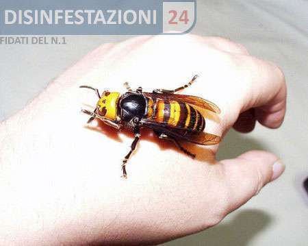 calabrone nero puntura