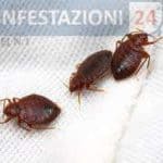 Disinfestazione Con Azoto Liquido