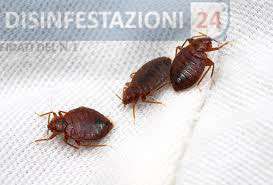 cimici dei letti