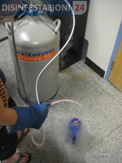 disinfestazione cimici azoto liquido