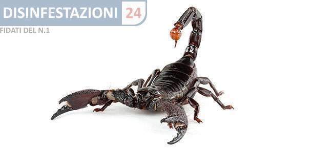 disinfestazione scorpioni in casa