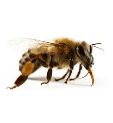 disinfestazione api