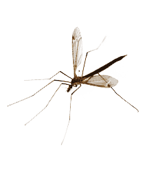 disinfestazione zanzare