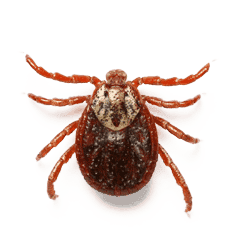disinfestazione pulci