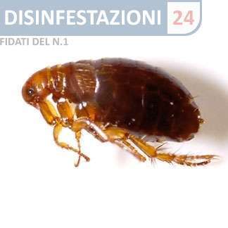 pulce del cane