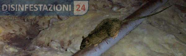 ratto comune del tetto