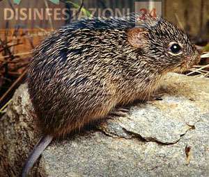 ratto del cotone e malattie