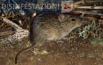 ratto del cotone