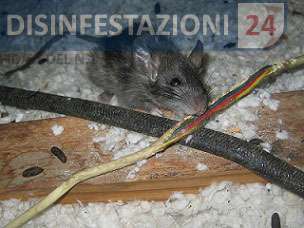 ratto del tetto