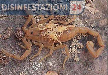 riproduzione scorpioni