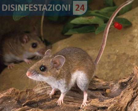 topo cervo