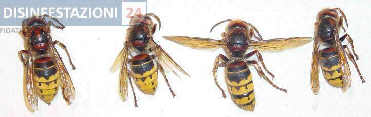vespa crabro