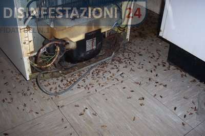 disinfestazione blatte bar