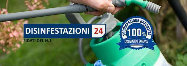 formiche-soddisfazione-garantita