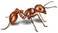 formica mietitrice