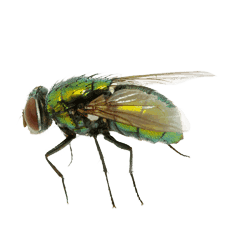 mosca verde