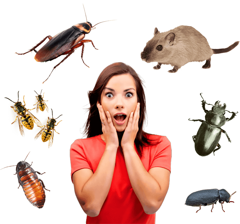 Disinfestazioni 24 qualsiasi insetto