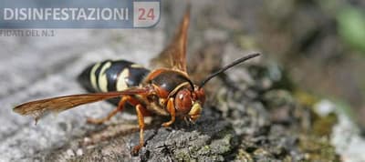 vespa cicala killer