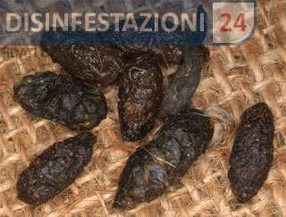 escrementi ratto norvegico