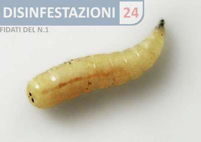 larva mosca