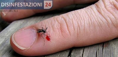 puntura della zanzara