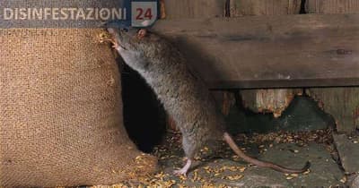 ratto norvegico danni agricoltura
