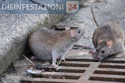 ratto-norvegico