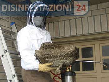 Insetto