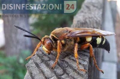 vespa gigante