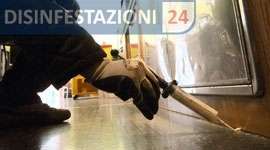 disinfestazione blatte