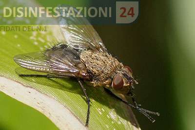 Mosconi pollenia