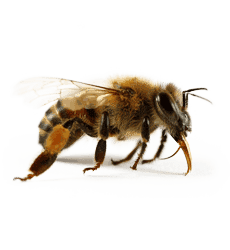 disinfestazione api