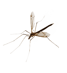 disinfestazione zanzare