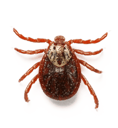 disinfestazione pulci
