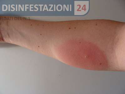 mosca cavallina pizzico