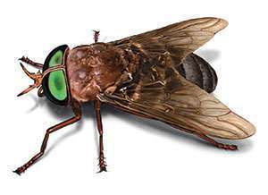 mosca cavallina