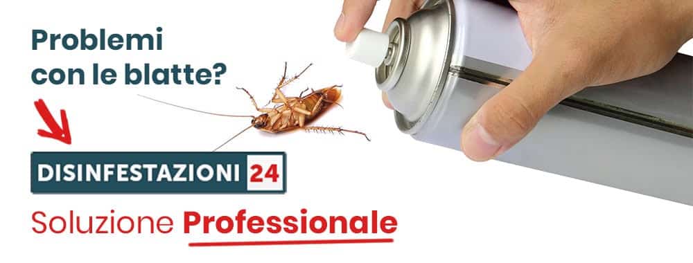 preventivo disinfestazione blatte